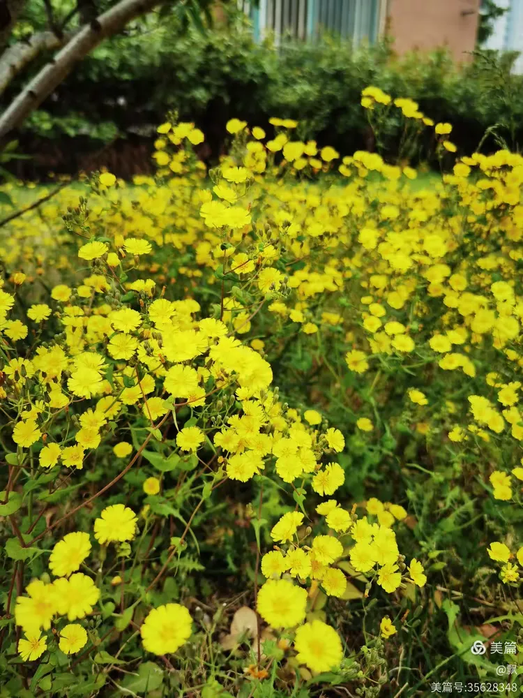 苦菜花开满地黄